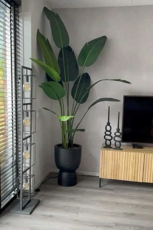 house plant interior design with one plant adding balance and warmth to the space