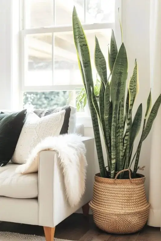 house plant interior design with one plant adding balance and warmth to the space