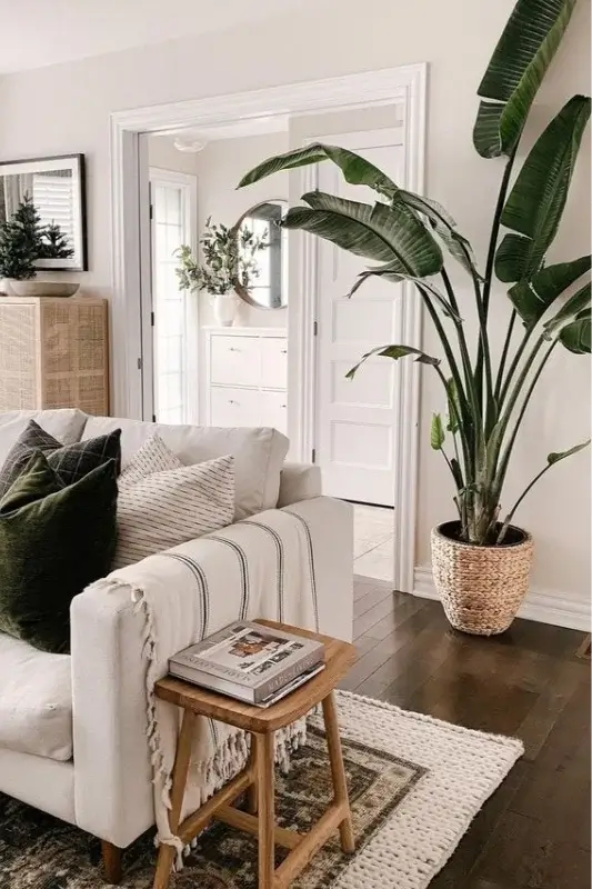 house plant interior design with one plant adding balance and warmth to the space